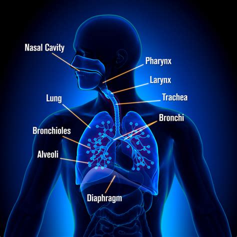 Respiratory Med List Review Med Ed 101