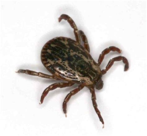 What You Need To Know About Tick Fever
