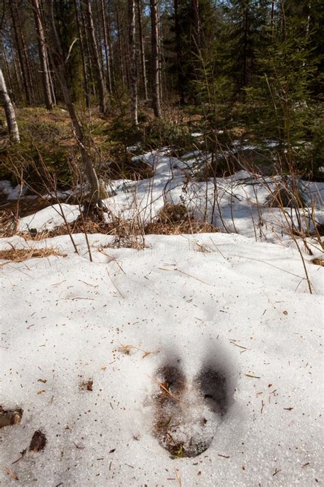 Hoof Print In The Snow Stock Photo Image Of Trail