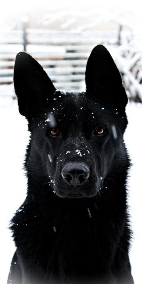 German Shepherd Dogs Have A Wolf Like Appearance They Look Giant And