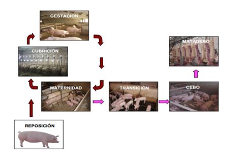 Guía Básica Para Una Adecuada Cría De Cerdos
