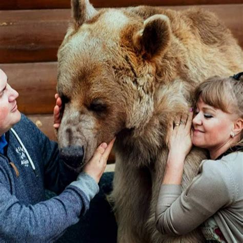 These Bears Are Living With People Do Bears Make Great Pets By