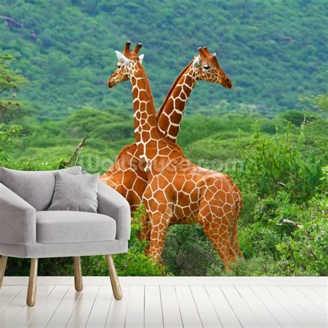 Check spelling or type a new query. Giraffe Fight Wallpaper Mural | Wallsauce UK
