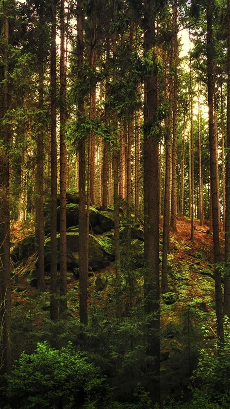 Bosques Piedras árboles Paisaje De Fantasía Bosque Fondos De