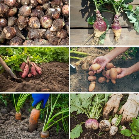 15 Fantastic Root Vegetables You Can Grow In Containers Make House Cool