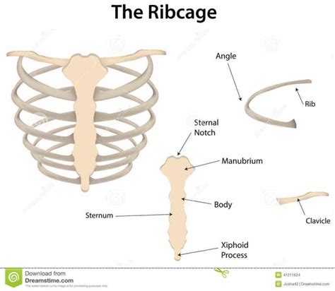 Anterior view of the thoracic cage image source. this attach independently to sternum the Anatomy Of The ...