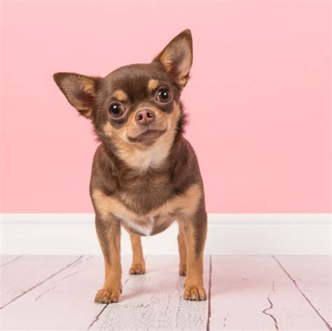 Best Low Maintenance Pets For Seniors