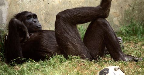 Female Chimps Keep Quiet During Sex