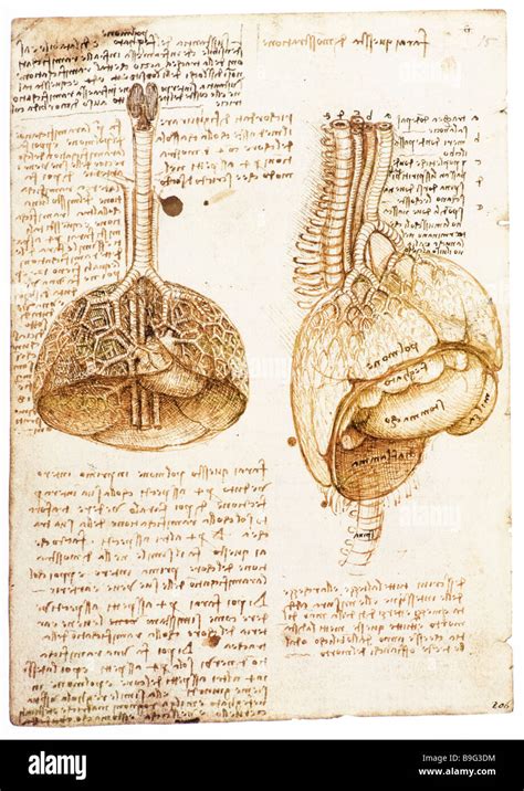 Lungs Heart Abdominal Organs Of A Pig By Leonardo Da Vinci 1508 Stock
