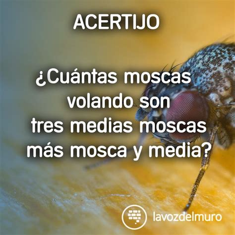 10 adivinanzas fáciles para niños con respuestas. 48 acertijos y pasatiempos con respuestas y soluciones ...