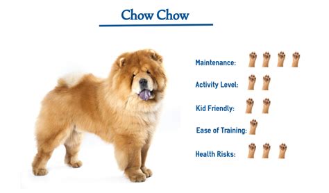 The Chow Chow Everything You Need To Know At A Glance