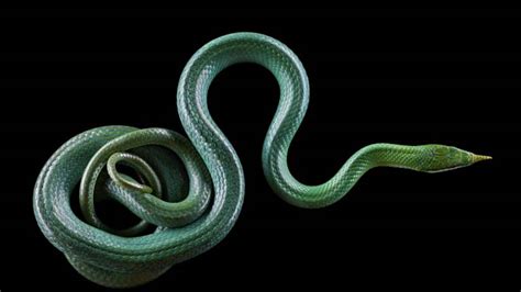 La Mort De Cléopâtre Serpent Ou Poison Lumière Sur Les Différentes Versions Geofr