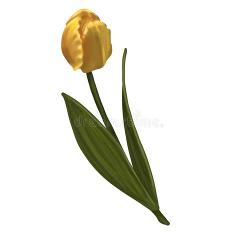 Watercolor Realistic Yellow Tulips Illustration On A White Background