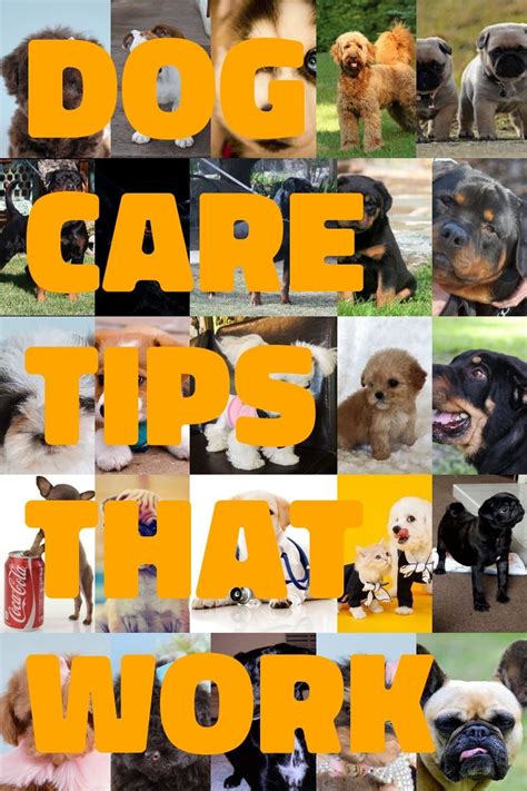 Consider On Low Maintenance Dog Breeds | Low maintenance ...