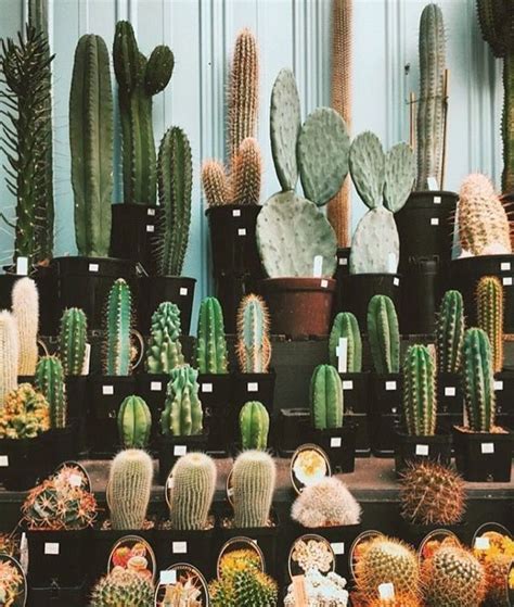 Cactus Aesthetic 3 Decoratoo Cactus Plants Plant Decor Cactus