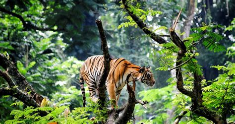 孟加拉虎 丛林 老虎 野生动物 陆地动物 高清壁纸性质 图片桌面背景和图片