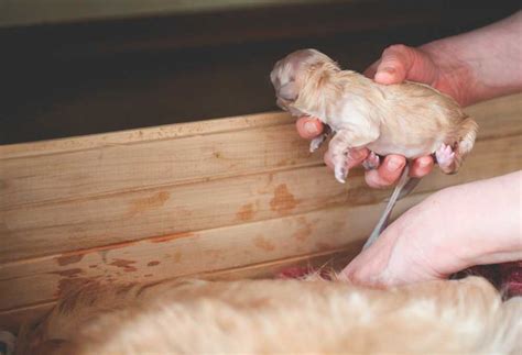 Cachorro Tem Cordão Umbilical