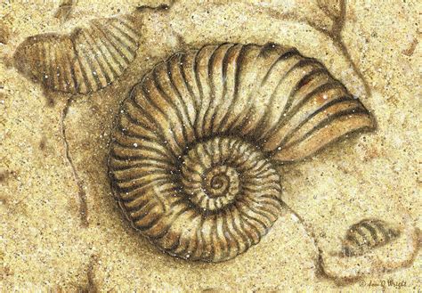 Fossil Shell Painting By Jq Licensing Fine Art America