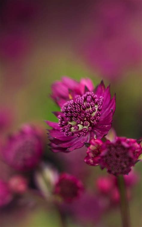 More images for astrantia major 'abbey road » Media Tweets by Hardy's Plants (@hardyplants) | Hardy ...