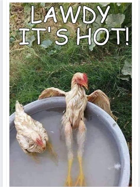 Pin By Tina Klemetsen On Humor Chicken Humor Chickens Backyard Chickens