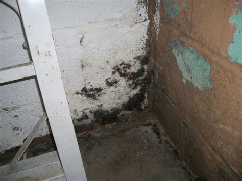 Mold is a fungus which grows fast in moist, humid conditions. Kill Black Mold In Basement | Openbasement