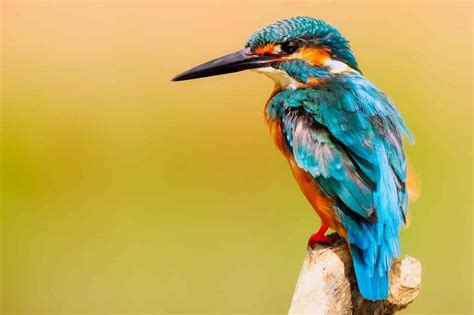 Animals that start with t. 120+ Animals That Start with the Letter N Mammals, Birds ...