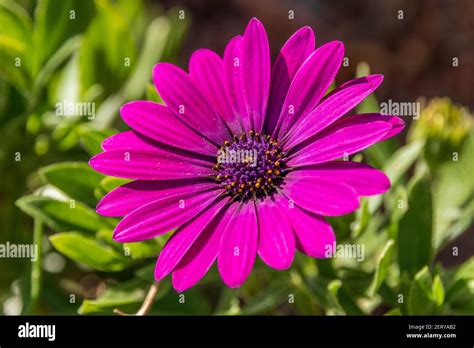 Dimorphotheca South African Daisy Flower Stock Photo Alamy