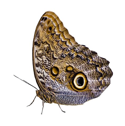 Pin amazing png images that you like. Butterfly PNG Image - PurePNG | Free transparent CC0 PNG ...