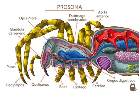 Partes De Una Araña Externas E Internas Anatomía Con Dibujos
