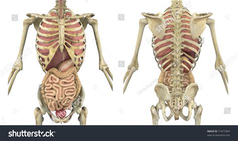Many conditions and injuries can affect the back. Male Skeleton With Internal Organs - Front And Back View ...