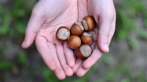 This U Pick Hazelnut Farm In Arlington Is The Perfect Way To Welcome