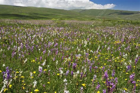 Wildflowers In Grassland Turkey Stock Image C0253983 Science