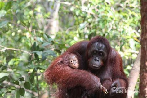 Ayam menang, kampuh (= kampung) tergadai. Ada Berapa Macam Spesies Orangutan Di Indonesia? Berikut Penjelasannya... | Leuser Conservation ...