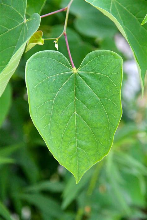 Heart Shaped Cercis Canadensis Eastern Redbud Tree Leaf Ii Stock