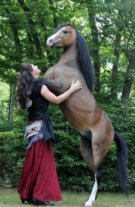 Pin By Viktana Rigel On Horse And Girl Horses Beautiful Horses Pretty
