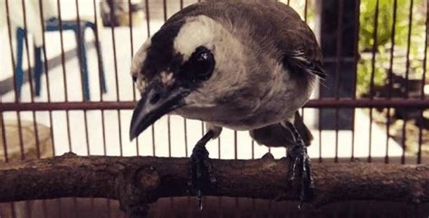 Dan aslinya makanan burung hantu. Serak Jawa Burung Hantu Tyto Alba | Dimensi Lain