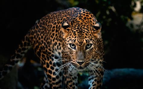 940 Leopard Hd Wallpapers And Backgrounds