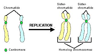 If a camel uses the fat inside the hump, the hump will become limp and droop down. Genetics Exam #2 - Biology 2070 with Stock at University ...