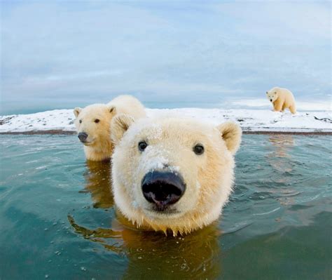 Bernard Spit Polar Bear Bing Wallpaper Download