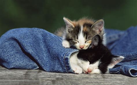 4k Sleeping Animals Wallpapers High Quality Download Free
