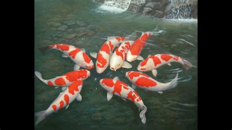 Japanese Koi Carp Fish for sale in UK | 74 used Japanese Koi Carp Fishs