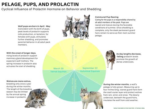 Shedding Cycle Chart Wolf Conservation Center