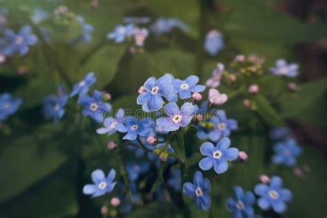 Blue Forget Me Not Flower In Sunny Spring Garden Stock Image Image Of