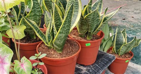 Lidah mertua yang mempunyai daun pendek sekitar 8 cm ini sangat cocok diletakkan di meja tamu, rak di ruang kerja, dan hiasan di pinggir tangga karena bentuknya yang mini dan bisa menjadi dekor dalam ruangan agar terlihat lebih indah. Tertunailah Hasrat Di Hati: BAHAYA KER TANAM POKOK LIDAH ...