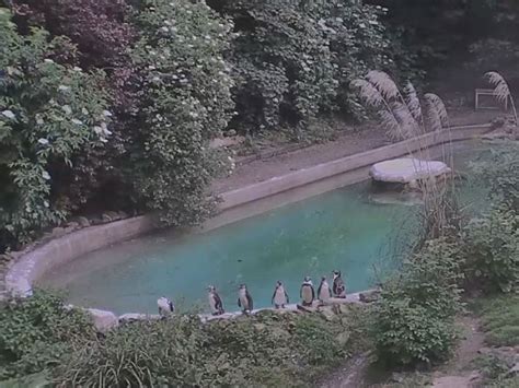 Live Streaming Webcams | Streamdays