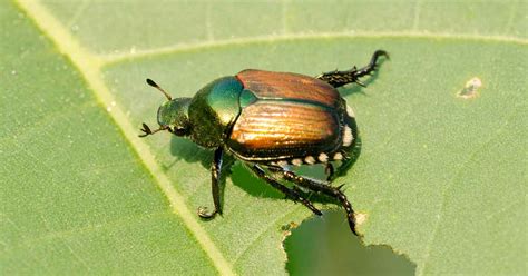 As larvae, they feed on roots, leaving plants susceptible to wind damage. How to Protect Your Trees and Shrubs From Japanese Beetle ...