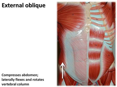 Lower Abdominal Muscle Anatomy Diagram