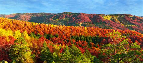 Фотография Закарпатье Украина Горы Осень Природа Леса