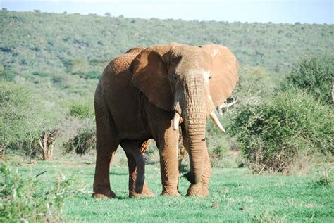 5 Legged Elephant Bash Bailey Flickr