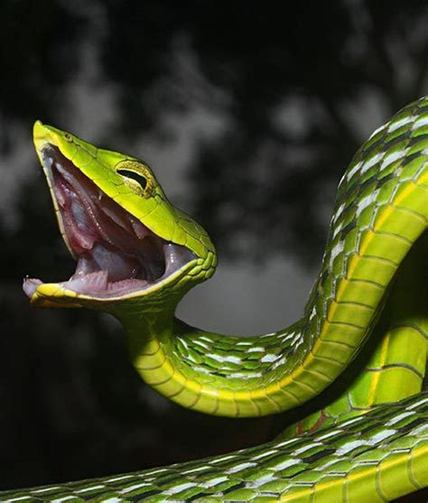 Ultimate Exotics Asian Vine Snake Vine Snake Reptiles And